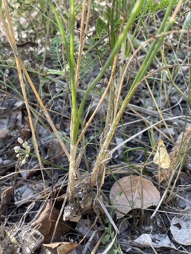 Allium tianschanicum, photograph 6