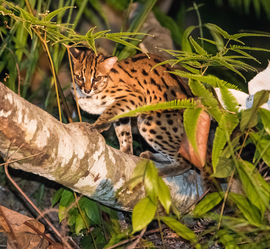 Sunda Leopard Cat from Sandakan Division, Sabah, Maleisië on July 5 ...
