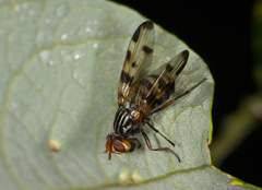 Otites porcus