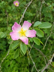 Rosa canina