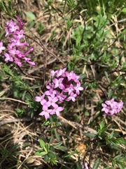 Daphne striata