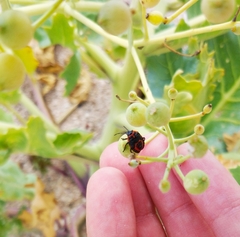 Eurydema spectabilis