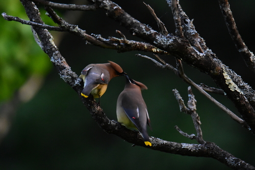 Cedar Waxwing photographed in Massachusetts