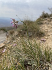 Tianshan Onion (Allium tianschanicum)