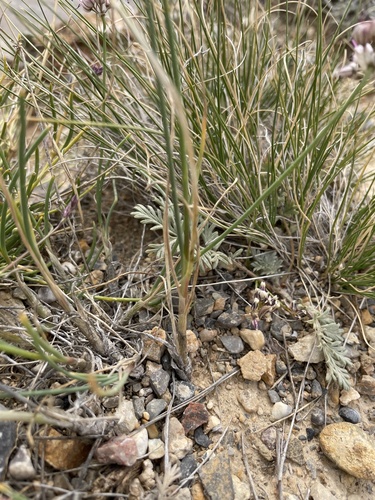 Allium tianschanicum, photograph 2