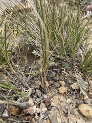 author not stated, no rights reserved Allium tianschanicum, photograph author not stated, no rights reserved