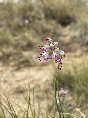 Allium tianschanicum, photograph 3