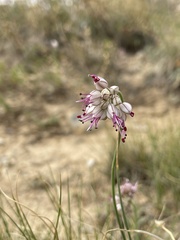 author not stated, no rights reserved Allium tianschanicum, photograph author not stated, no rights reserved