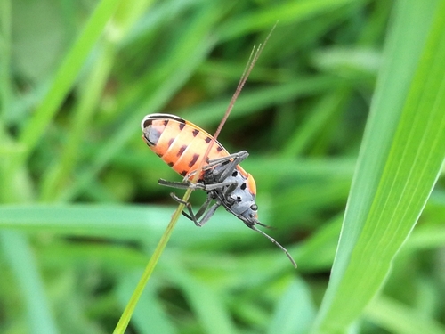Black-and-Red Bug photo 4