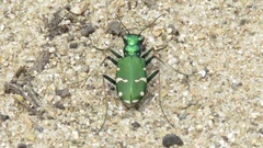 Cicindela patruela