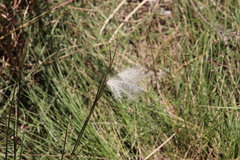 Andropogon eucomus