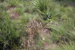 Andropogon eucomus