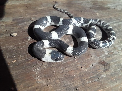Laotian Wolf Snake