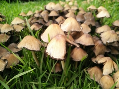Coprinellus micaceus