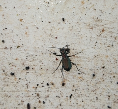 Cylindera germanica