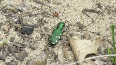Cicindela patruela
