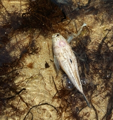 Uranoscopus scaber