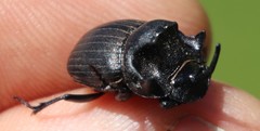 Copris caelatus
