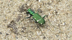 Cicindela patruela