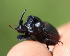 Copris caelatus