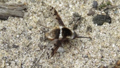 Bombylius pygmaeus