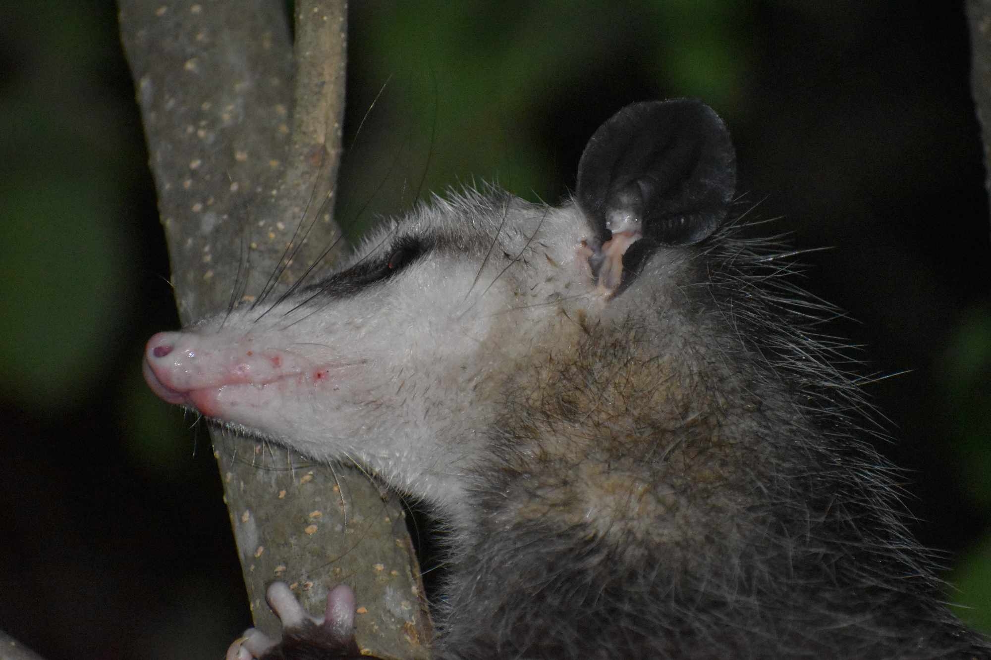 Didelphis virginiana<br>15 August, 2024