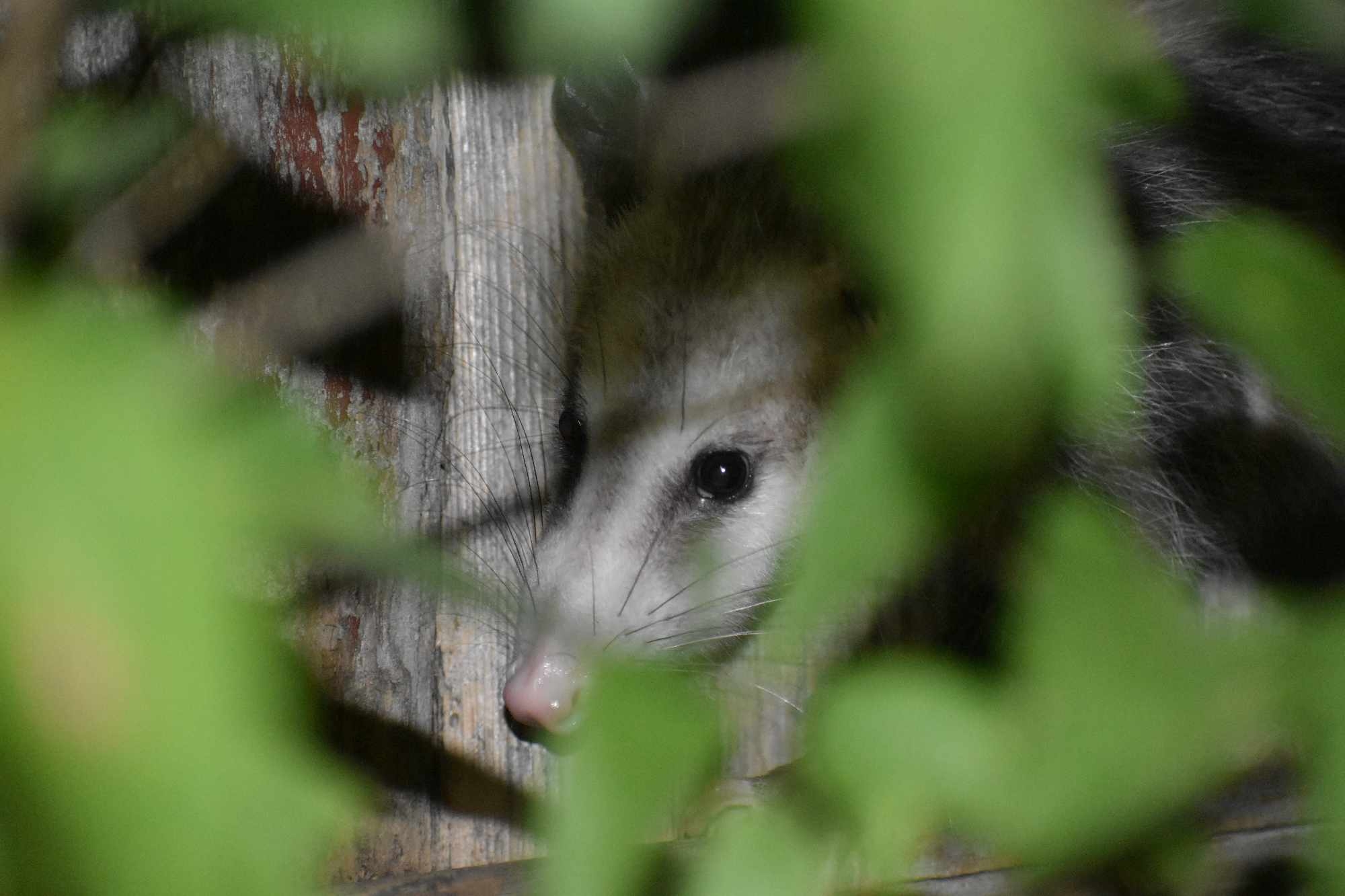 Didelphis virginiana<br>15 August, 2024