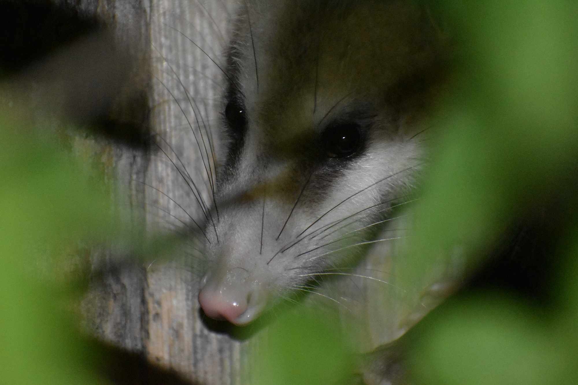 Didelphis virginiana<br>15 August, 2024