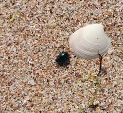 Chrysolina cerealis
