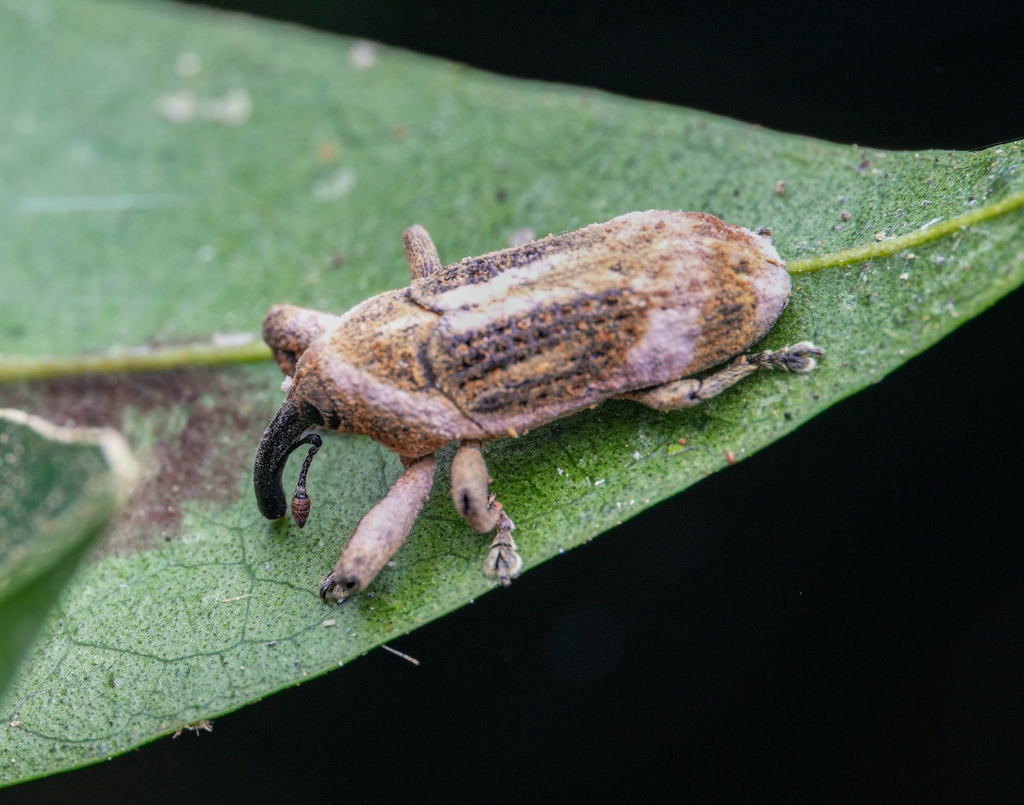 Mering Insect Merus from 中国海南省五指山市水满乡 on February 29, 2024 at 09:02 PM by Simba ...