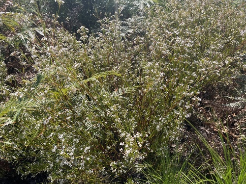 Image of Zieria laxiflora by no rights reserved