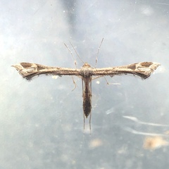 Platyptilia