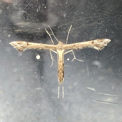 Platyptilia
