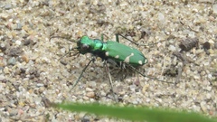 Cicindela patruela