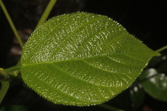 Myriocarpa longipes