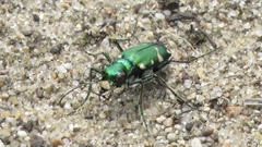 Cicindela patruela