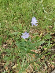 Cichorium intybus