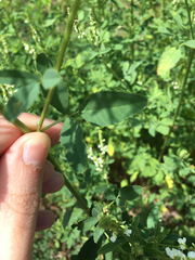 Melilotus albus image