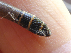 Delma torquata