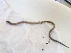 Delma torquata