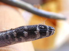 Delma torquata
