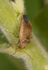 Agnocoris