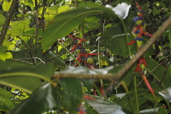 Heliconia schiedeana