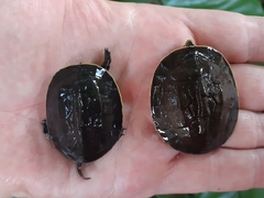 Cuora amboinensis kamaroma