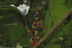 Heliconia schiedeana