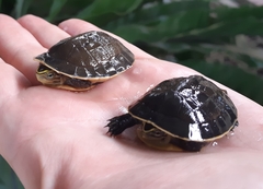 Cuora amboinensis kamaroma