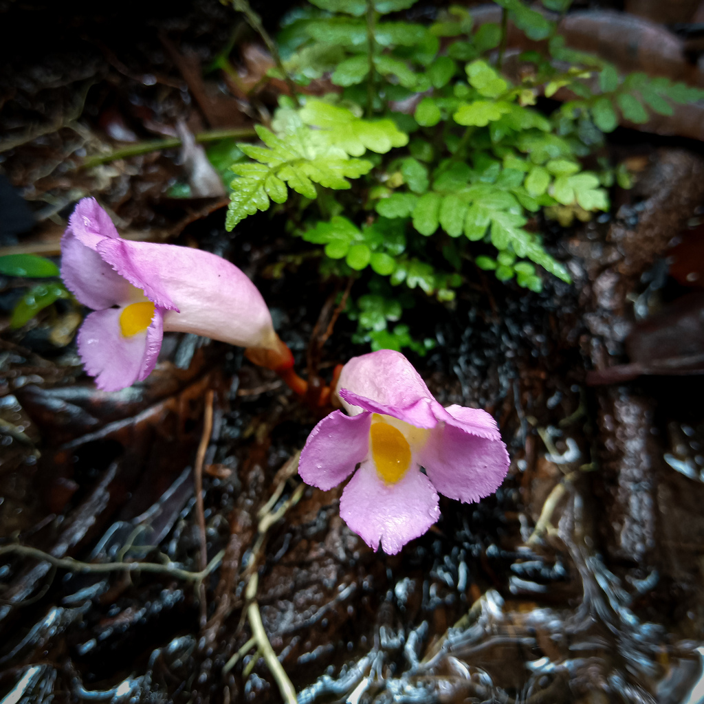 Christisonia tricolor