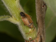 Agnocoris