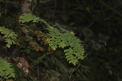 Adiantum trapeziforme