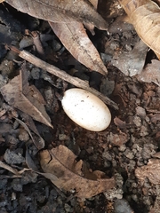 Cuora amboinensis kamaroma